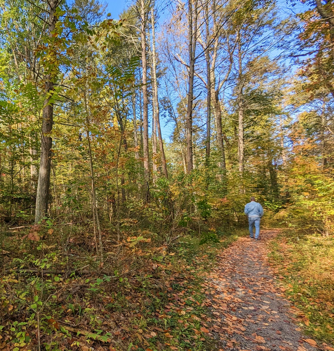 Eine Person geht auf einem Schotterweg durch einen herbstlichen Wald.